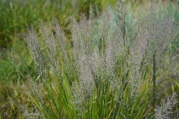 image of beautyful feather reed grass (calamagrostis brachytricha)