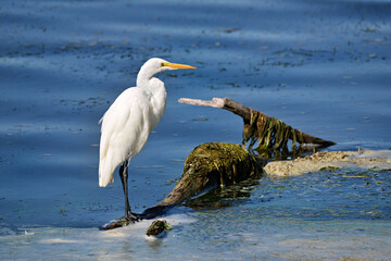 great white egret standing on a log