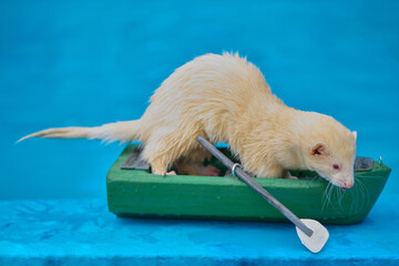 Cute light color ferret riding a small boat on swimming pool