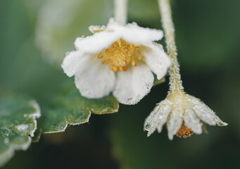 frost on a strawberry flower
