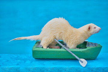 Cute light color ferret riding a small boat on swimming pool