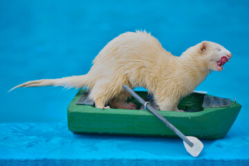 Cute light color ferret riding a small boat on swimming pool