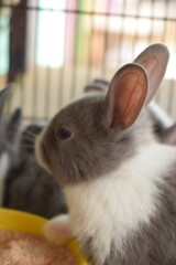 Photo of a group of cute rabbits