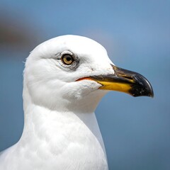 Close-up seagull profile (1)