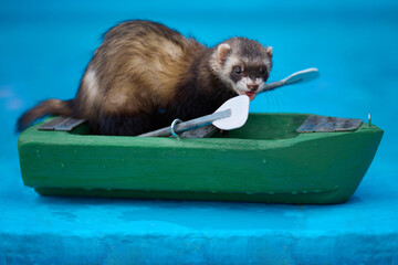 Cute dark color ferret riding a small boat on swimming pool