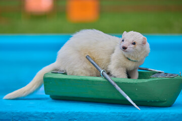Cute light color ferret riding a small boat on swimming pool