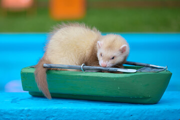 Cute light color ferret riding a small boat on swimming pool