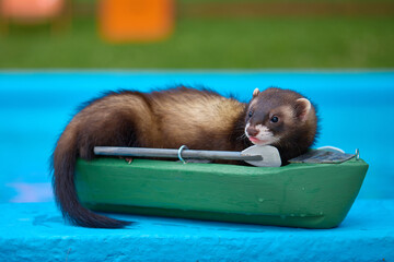 Cute dark color ferret riding a small boat on swimming pool