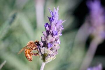 Honey bee pollinating purple lavender flower in summer