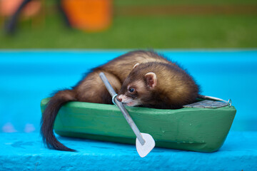 Cute dark color ferret riding a small boat on swimming pool