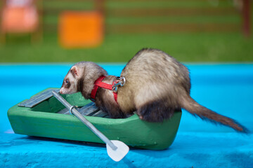 Cute dark color ferret riding a small boat on swimming pool