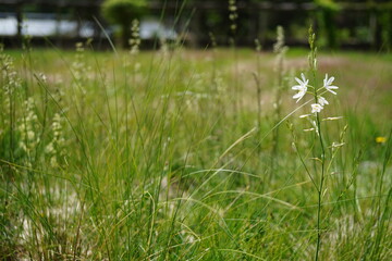 natural image of Bernard's lily flower (anthericum liliago)