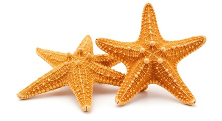 Two vibrant orange starfish are showcased against a pure white background, highlighting their intricate textures and delicate details.