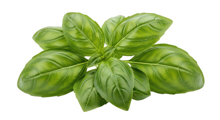 Fototapeta premium Fresh Green Basil Sprig Isolated