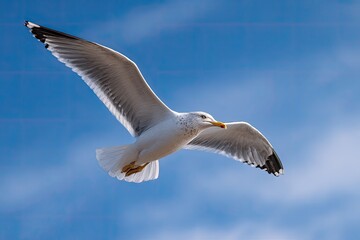 Obraz premium A seagull soaring in a vibrant blue sky (2)