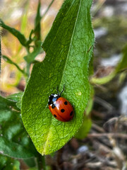 ladybird on a leaf. A red beetle is sitting on a green leaf. A ladybug is sitting on a long leaf. A bright, vivid picture.