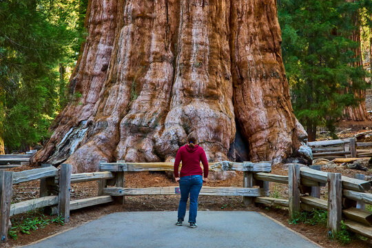 General Sherman Tree Sequoia National Park Tourist on Congress Trail California