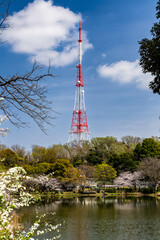 Sunny spring day at a Japanese park with sakura trees in full bloom by a calm lake