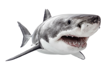 A great white shark with its mouth open, swimming against a transparent background. background removed