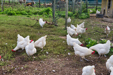 Free range white chickens on farm, organic poultry feeding outdoors, healthy livestock agriculture, natural farming environment, sustainable food production