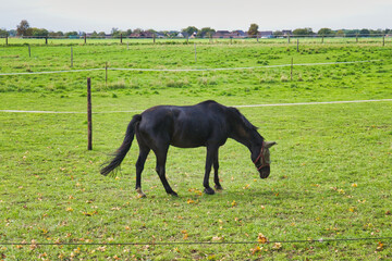 Solitary black horse wearing protective fly mask standing in autumn grassy field with fallen leaves and electric fence in peaceful pasture