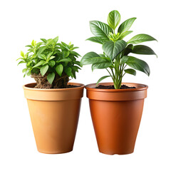 Fototapeta premium Two potted green plants in terracotta colored pots cutout png isolated on a transparent background