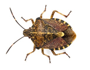 Close-up of a spotted insect