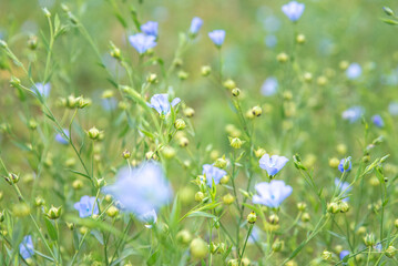 Green meadow with purple flowers background. Linen, Flax, LInseed. Field of blue or purple flower plants in bloom and buds swaying in the wind in a sunny day. No horizon. Close-up with copy space.