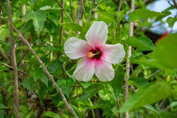 Pink and white Hibiscus