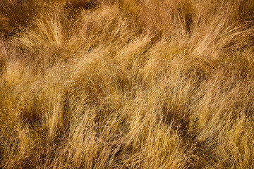Golden Dry Grass Texture Nature Close Up Sunlit Field