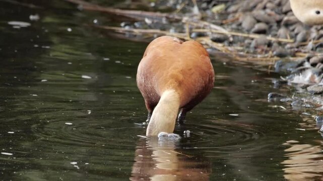 Ruddy shelduck foraging for food in shallow water