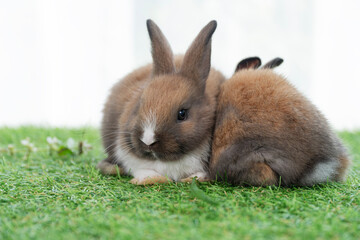 Adorable baby rabbits ears bunny sitting together on the green grass. Family tiny furry baby brown white bunny rabbits playful on the meadow. Easter family animal pet bunny concept.