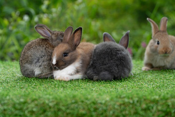 Adorable baby rabbits ears bunny sitting together on the green grass. Family tiny furry baby brown white bunny rabbits playful on the meadow. Easter family animal pet bunny concept.