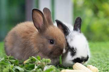 Fluffy curiosity rabbit bunny sitting green grass in spring summer background. Infant dwarf bunny black white rabbit playful on lawn with family together background. Cute animal furry pet concept.