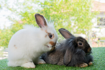 Friendly young rabbit bunny sitting on green grass over spring bokeh nature background. Furry rabbit grey, black and white bunny playful on meadow. Easter animal pet concept.