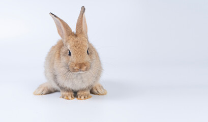 Adorable baby rabbit bunnies brown looking at something sitting over isolated white background. Puppy lovely furry infant brown bunny ears rabbit playful with copy space. Easter bunny animal concept.