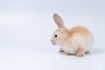 Adorable baby rabbit bunnies brown looking at something sitting playful over isolated white background. Infant lovely furry brown bunny ears rabbit playful with copy space. Easter bunny animal concept