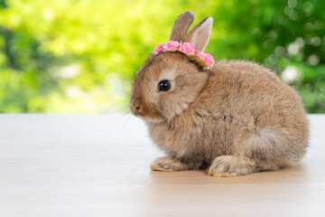 Adorable baby rabbit bunny with white red paper roses on head sitting on wood green bokeh background. Newborn rabbit bunny with blossom flower on hair playful on wooden. Easter animal pet concept.