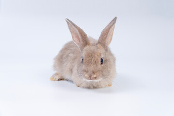 Adorable newborn baby rabbit bunnies brown looking at something sitting over isolated white background. Puppy lovely furry brown bunny ears rabbit playful with copy space. Easter bunny animal concept.