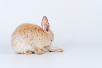Cuddly rabbit fluffy bunny cleaning body paw sitting over isolated white background. Adorable little bunny brown tail rabbit furry clean body legs with copy space. Symbol festive easter exotic pet.