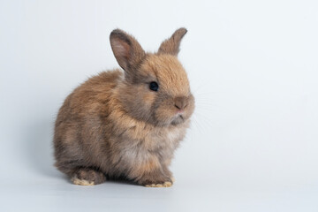 Fototapeta premium Adorable newborn baby rabbit bunnies brown looking at something sitting over isolated white background. Puppy lovely furry brown bunny ears rabbit playful with copy space. Easter bunny animal concept.