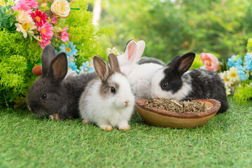 Healthy infants rabbits bunny hungry eating dry alfalfa field in wooden bowl sitting together on...