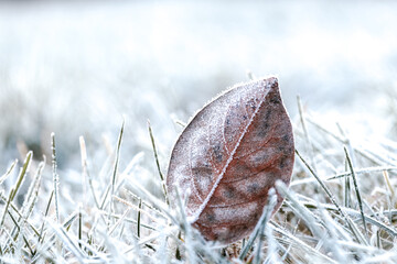 Frosty Brown Leaf on Grass. Frosty natural background.Close-up of a Frozen Leaf on Frosty...