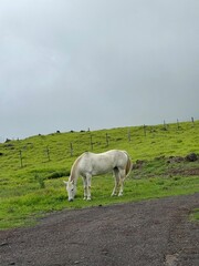 Fototapeta premium White Horse Grazing on Green Pasture