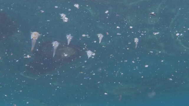 Several salps float in the ocean, their translucent bodies visible in the water