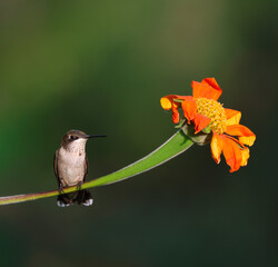 A beautiful Ruby-throated Hummingbird perched on the stem of a Mexican sunflower. 