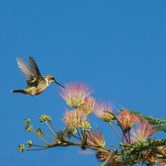 A Ruby-throated Hummingbird, hovering,  feeding from the silky blossom of a Mimosa tree.