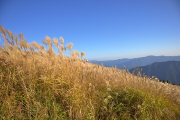 秋の生石高原と黄金色のススキ