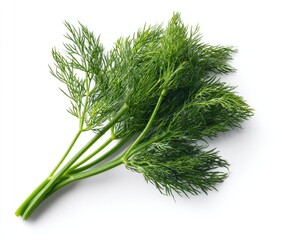 Fresh dill sprigs against white background