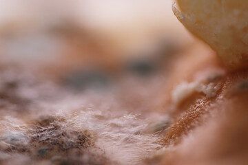 Extreme macro of hairy mildew on pastry surface. Moldy food has an undesirable taste and texture...